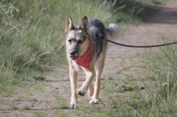 ITOYA -wünscht sich einen Hundekumpel-