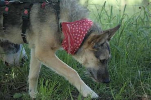 ITOYA -wünscht sich einen Hundekumpel-