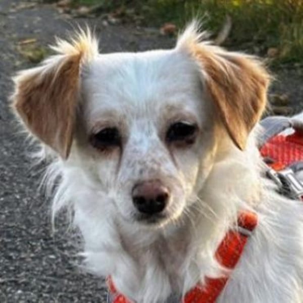 Rebell, geb 03/23, 79576 Weil am Rhein