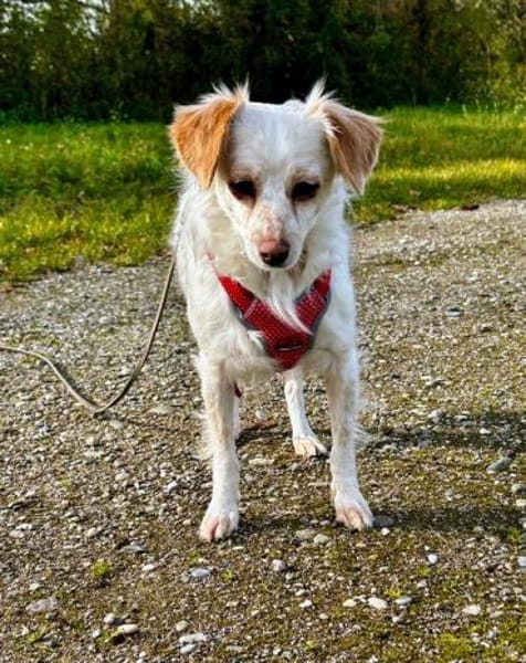 Rebell, geb 03/23, 79576 Weil am Rhein