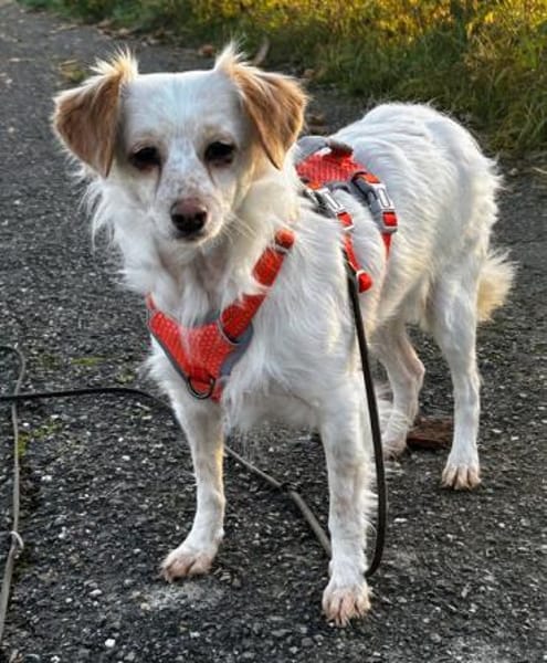 Rebell, geb 03/23, 79576 Weil am Rhein