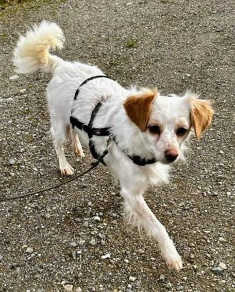 Rebell, geb 03/23, 79576 Weil am Rhein