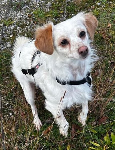 Rebell, geb 03/23, 79576 Weil am Rhein