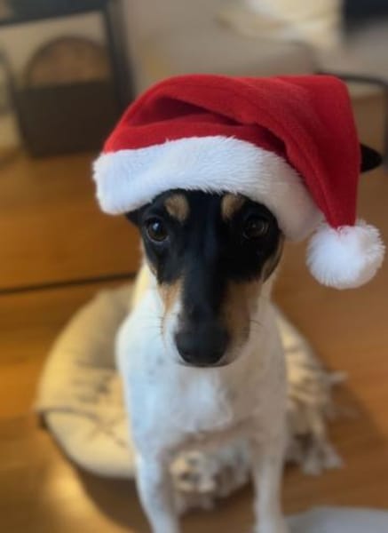 In Düsseldorf wartet Jack Russel Hündin!