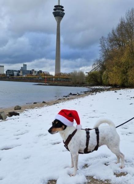 In Düsseldorf wartet Jack Russel Hündin!