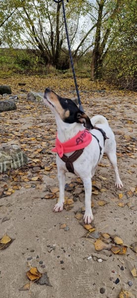 In Düsseldorf wartet Jack Russel Hündin!
