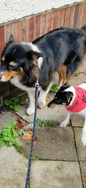 In Düsseldorf wartet Jack Russel Hündin!