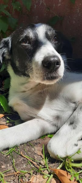 Gustav sucht sein Traum-Zuhause!