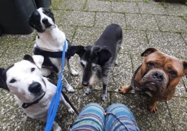 Gustav sucht sein Traum-Zuhause!