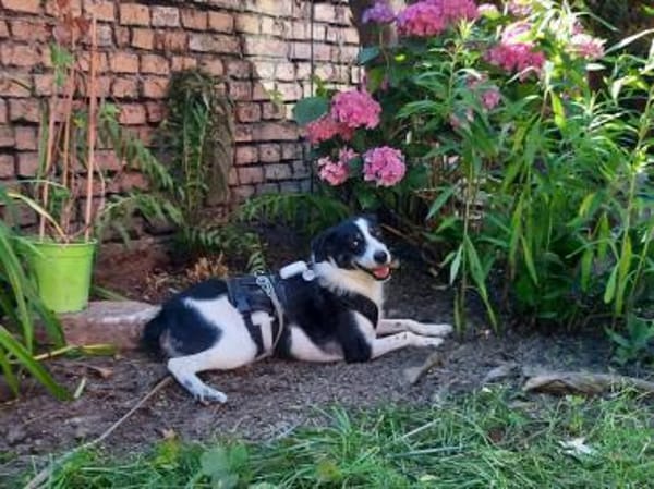 Gustav sucht sein Traum-Zuhause!