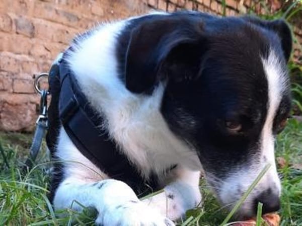 Gustav sucht sein Traum-Zuhause!