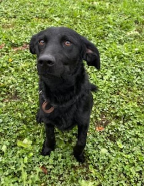 Der kleine Labradormischling Pauli