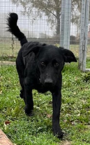 Der kleine Labradormischling Pauli