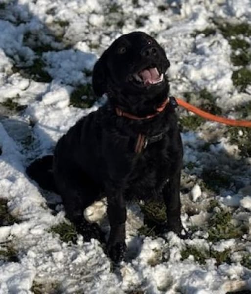 Der kleine Labradormischling Pauli