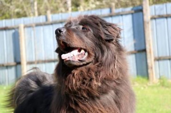 Simba, sensibler Herdenschützer