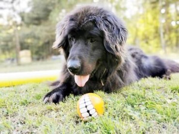 Simba, sensibler Herdenschützer