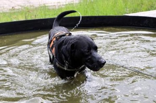 Buddy, su. hundeerfahrene Besitzer