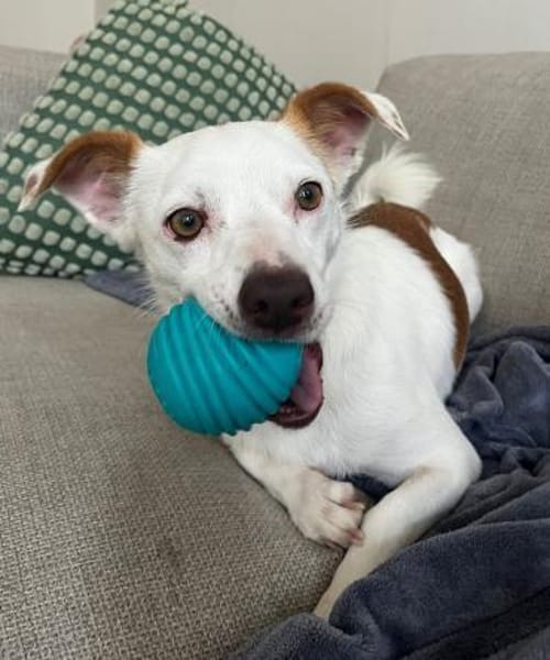 Pamela, freundlich, verschmust, aktiv