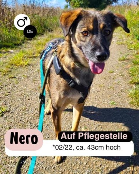 Liebenswürdiger NERO sucht Kuschelplatz