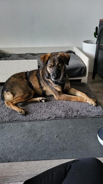 Liebenswürdiger NERO sucht Kuschelplatz