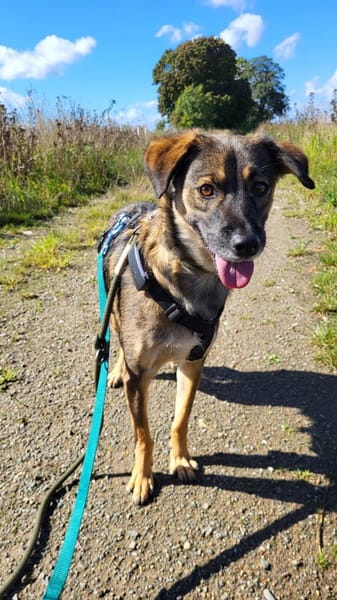 Liebenswürdiger NERO sucht Kuschelplatz