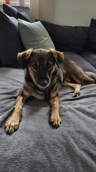 Liebenswürdiger NERO sucht Kuschelplatz