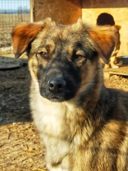 Liebenswürdiger NERO sucht Kuschelplatz