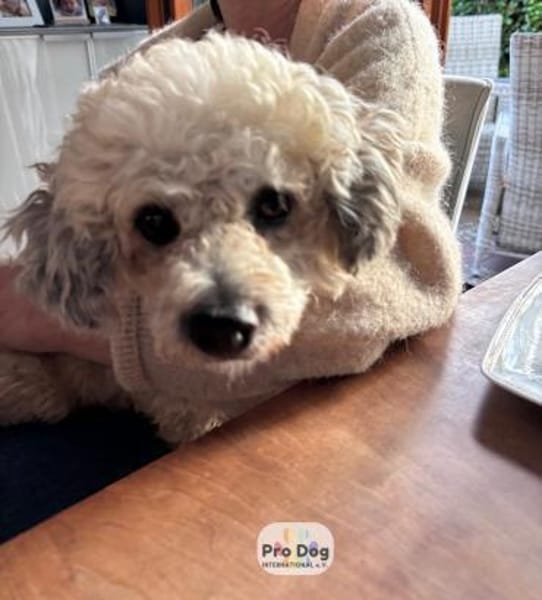 Pepe auf Pflegestelle