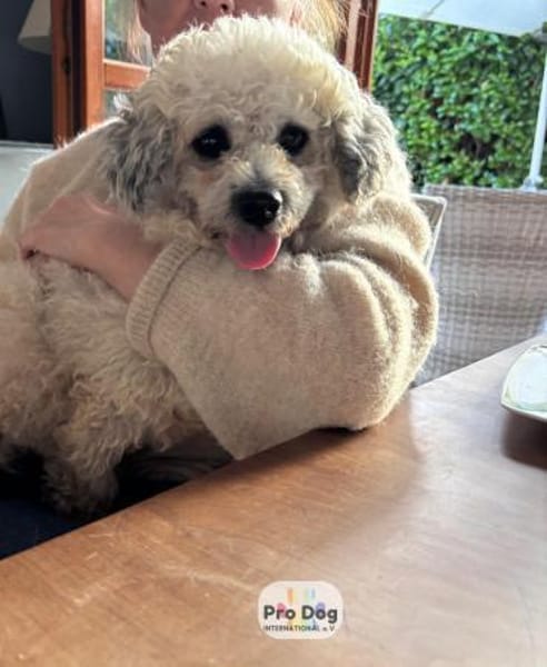 Pepe auf Pflegestelle