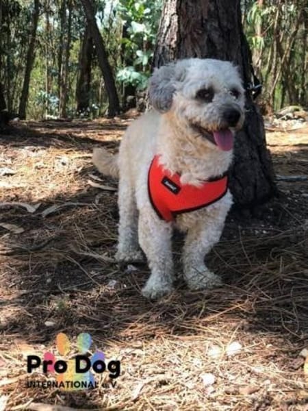 Pepe auf Pflegestelle