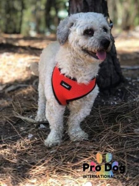 Pepe auf Pflegestelle