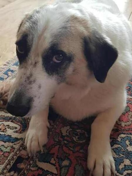 PINTO * Hund wie ein Baum. Kleiner Baum