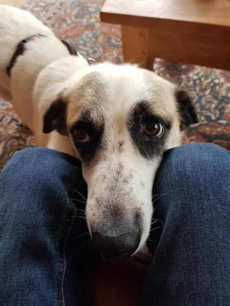 PINTO * Hund wie ein Baum. Kleiner Baum