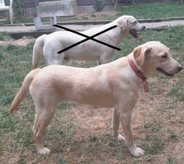 CARMINE -rundum tolle Junghündin-