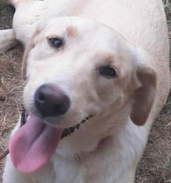 CARMINE -rundum tolle Junghündin-