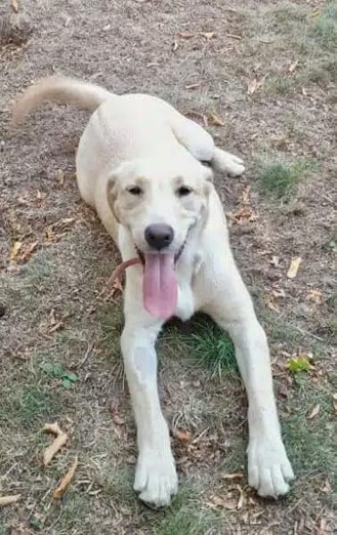 CARMINE -rundum tolle Junghündin-