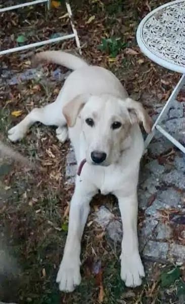 CARMINE -rundum tolle Junghündin-