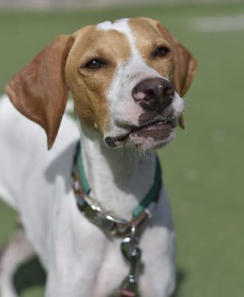 PLUTO - Zuckerschnute sucht Zuhause 🫠