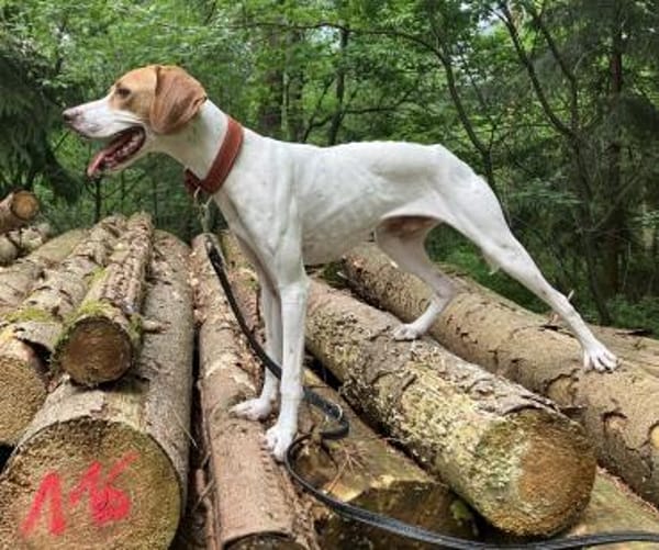 PLUTO - Zuckerschnute sucht Zuhause 🫠