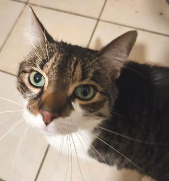 *** Hübscher NACHO!***