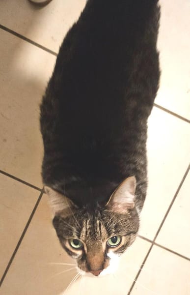 *** Hübscher NACHO!***