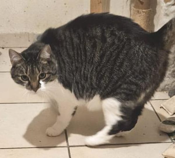 *** Hübscher NACHO!***