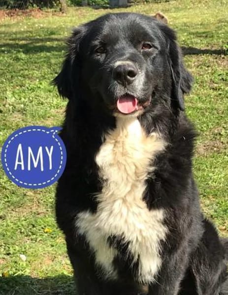 Amy ein richtiger Teddybär