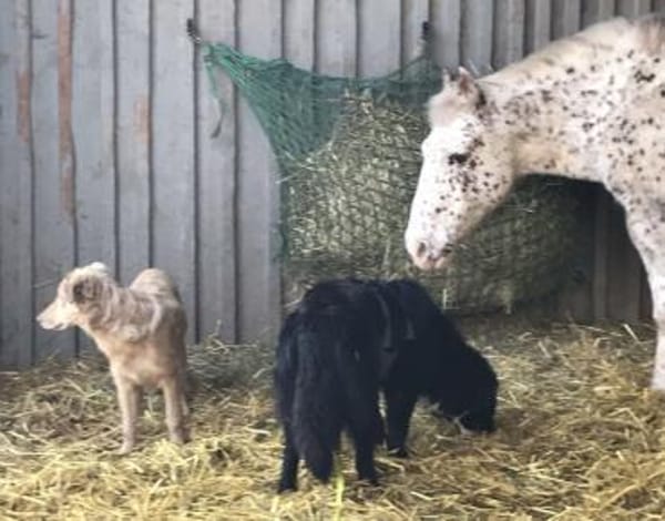 Amy ein richtiger Teddybär