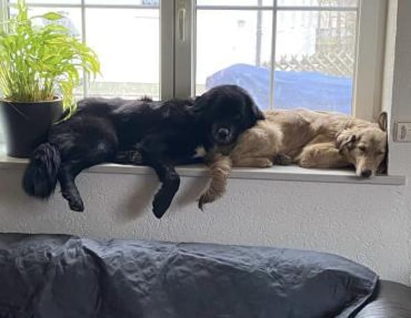 Amy ein richtiger Teddybär