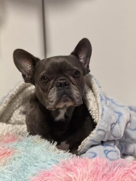 Zuckerschnute sucht ihr Märchen-Zuhause