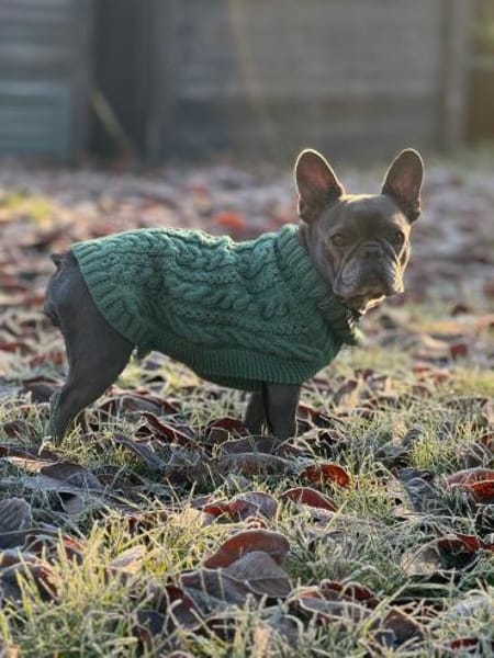 Zuckerschnute sucht ihr Märchen-Zuhause