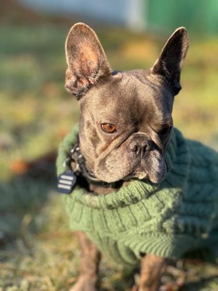 Zuckerschnute sucht ihr Märchen-Zuhause