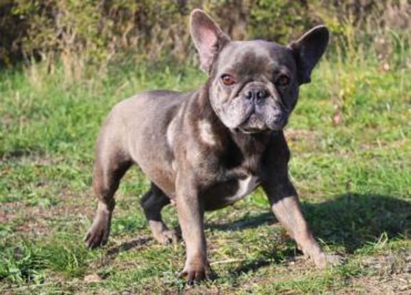 Zuckerschnute sucht ihr Märchen-Zuhause