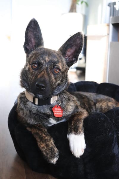 kl. Prinzessin sucht für immer Zuhause